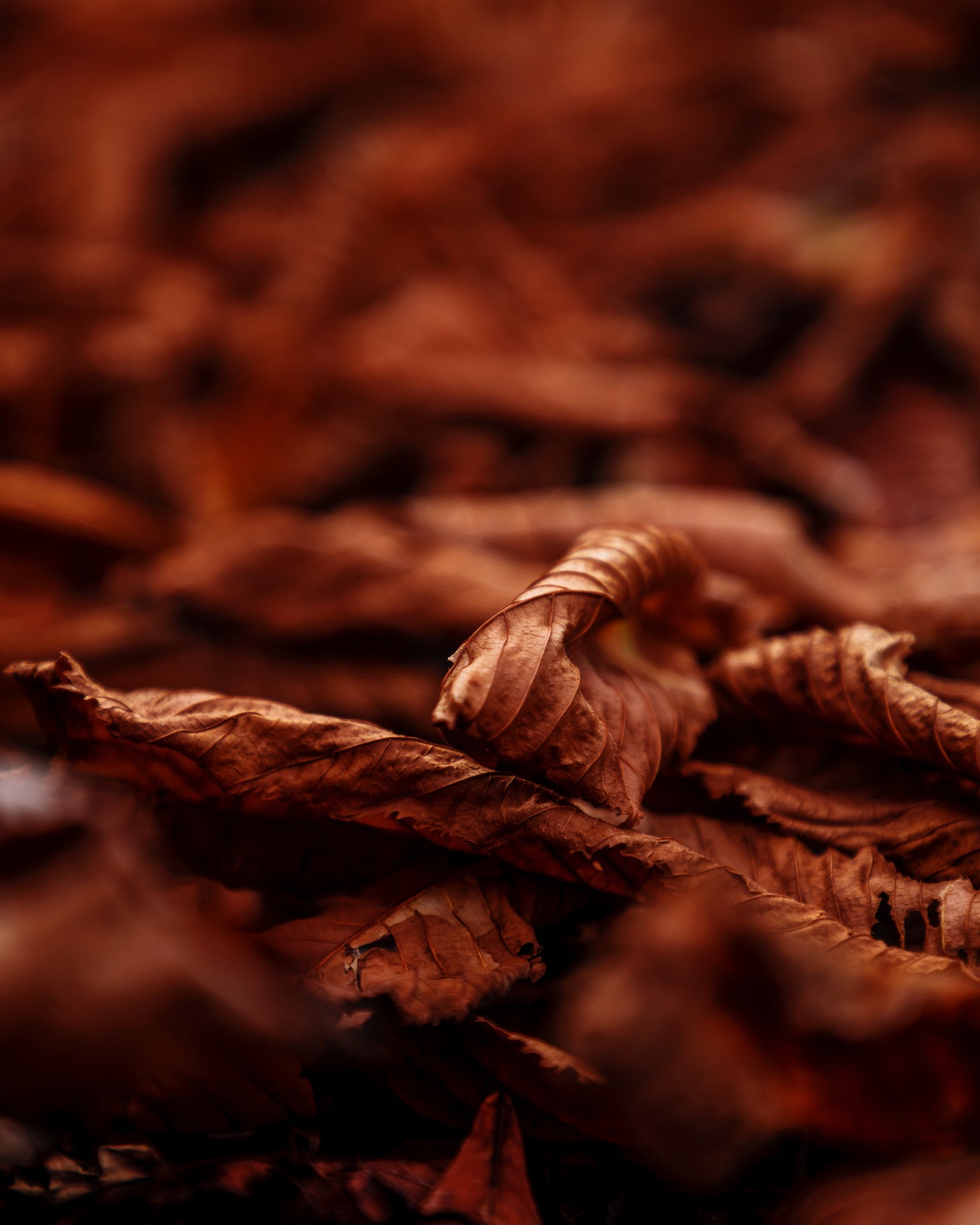 tobacco loose Burley Blend (North Star) Budget Shag Smoking Tobacco (Loose) tobacco loose Burley Blend (North Star) Budget Shag Smoking Tobacco (Loose)